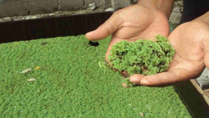 Tanaman Azolla