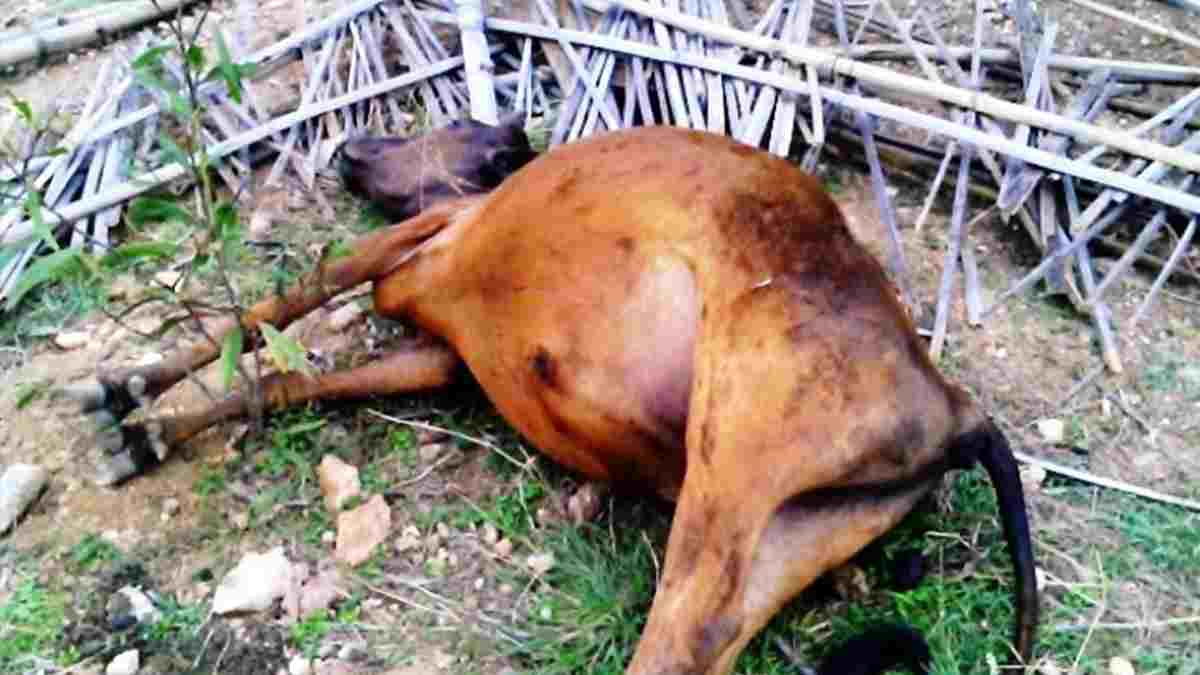 Sapi Mati Misterius di Ciamis, Matanya Pecah - Harapan Rakyat Online