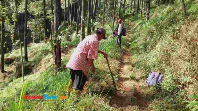 Babi Hutan Turun Gunung