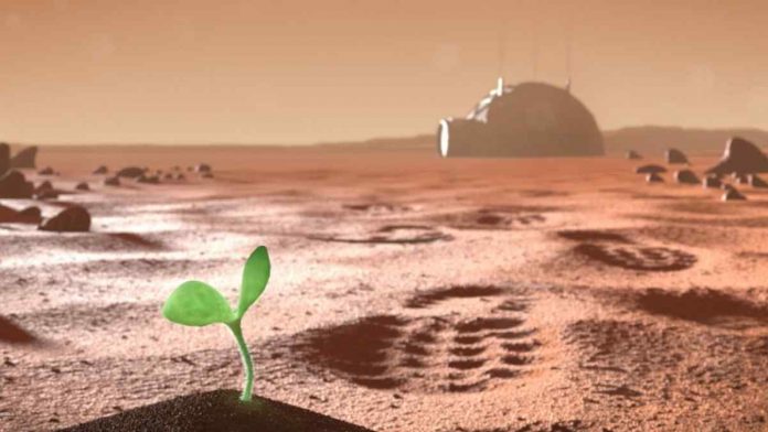 Bercocok Tanam di Planet Mars