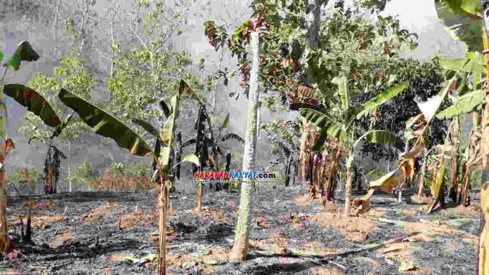 Hutan Jati Milik Perhutani di Ciamis Terbakar