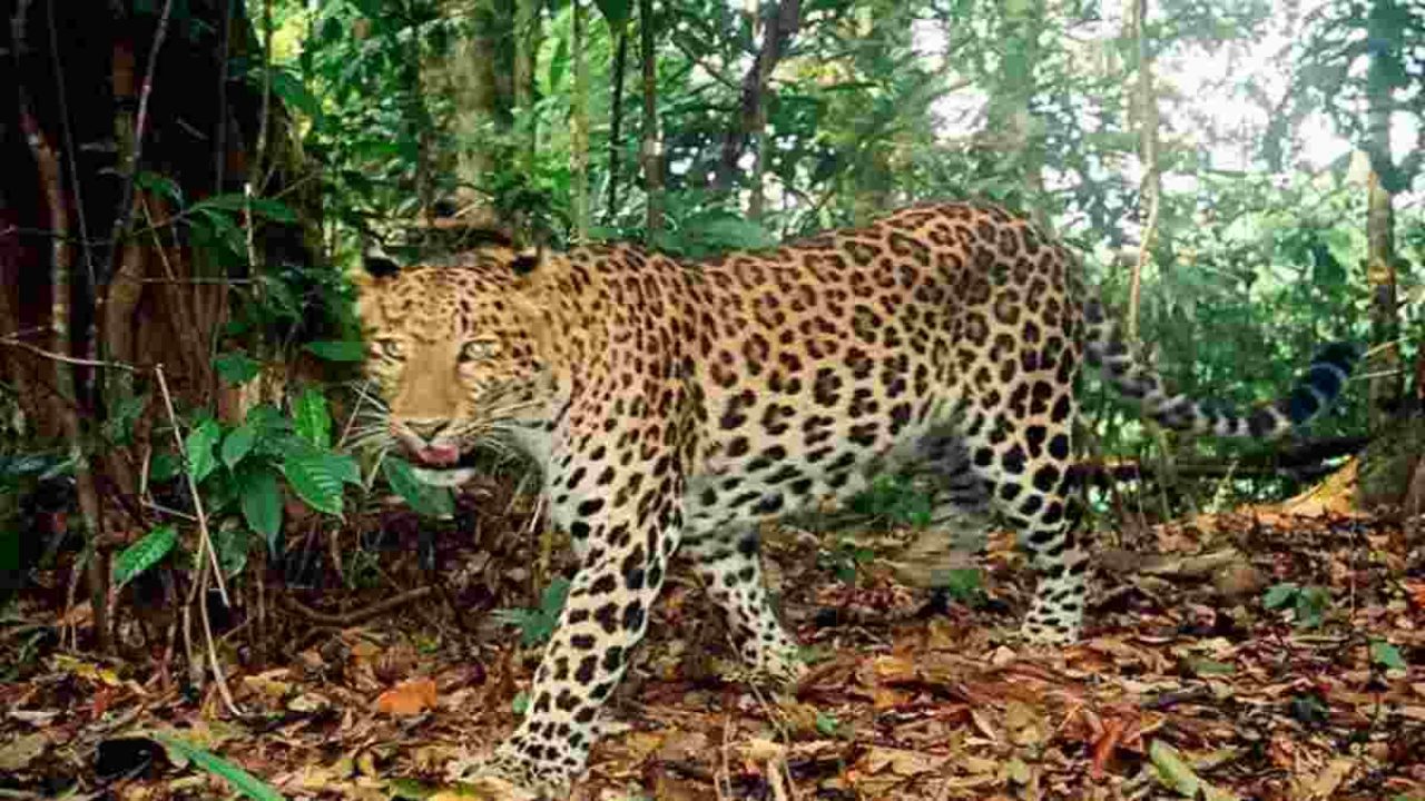 Gara Gara Isu Macan Tutul Nyaris Terkam Warga Wilayah Di