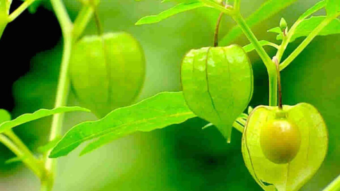 Manfaat Buah Ciplukan untuk Kesehatan, Bantu Cegah Kerusakan Sel!