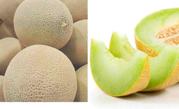 Manfaat Buah Melon untuk Ibu Hamil