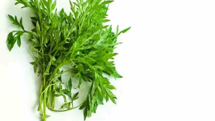Manfaat Daun Kenikir, Bisa Jadi Alternatif Susu untuk Tulang