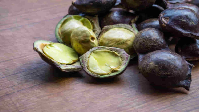 Manfaat Jengkol untuk Kesehatan, Waspadai Juga Efek Sampingnya!