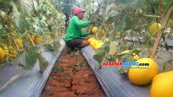Petani Kota Banjar Ini Sukses Kembangkan Budidaya Melon Golden