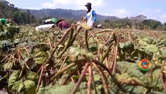 Panen Kacang Hijau di Sidaharja
