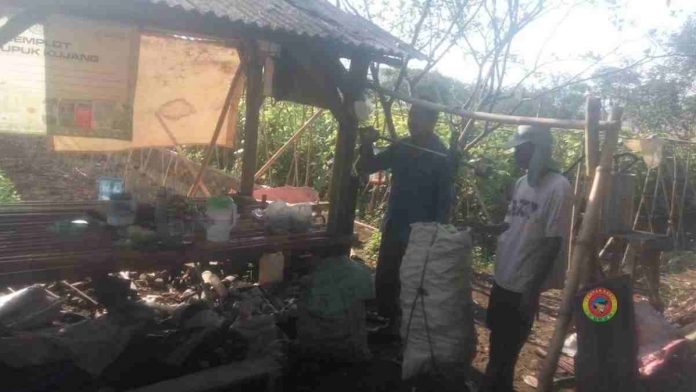 Panen mentimun demplot