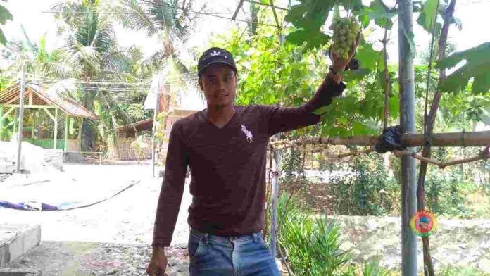 Petani Anggur Kota Banjar