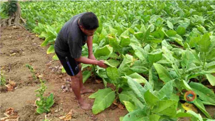 Petani Tembakau di Pangandaran