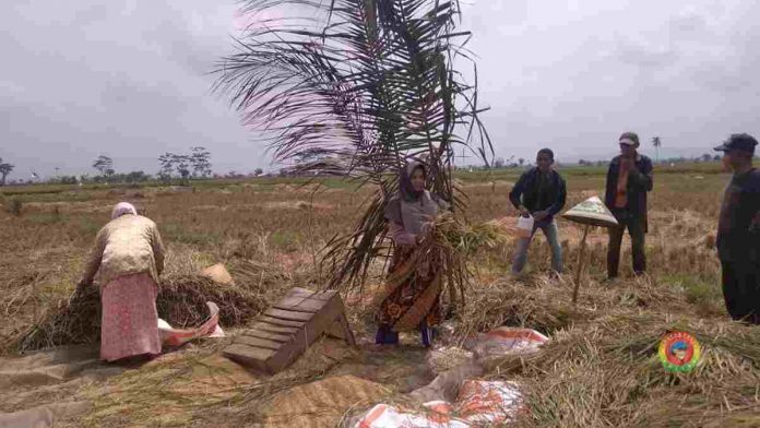 Petani di Lakbok saat panen