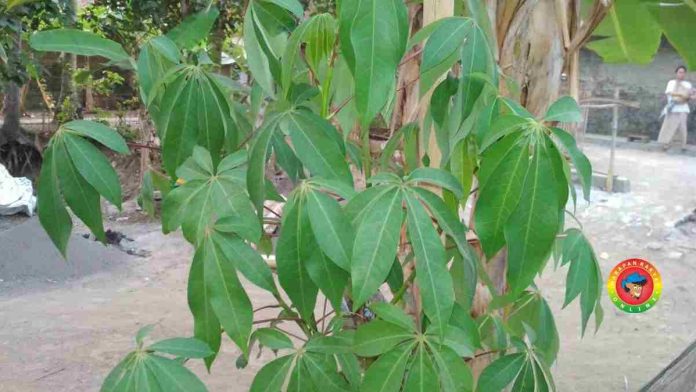 manfaat daun randu bagi kesehatan