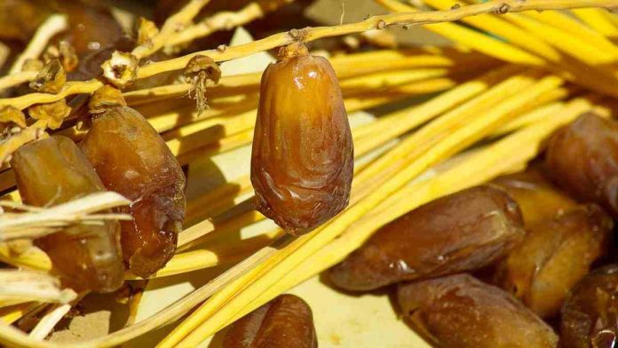 manfaat sari kurma