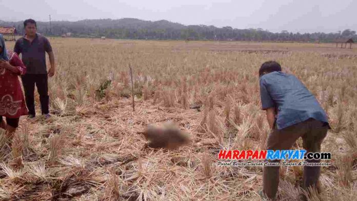 Warga di Ciamis Ini Geger Ada Temuan Mayat Sudah Jadi Tengkorak di Tengah Sawah