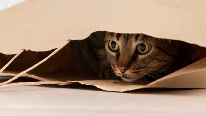 Hewan yang Bisa Mendeteksi Gempa, Salah Satunya Kucing