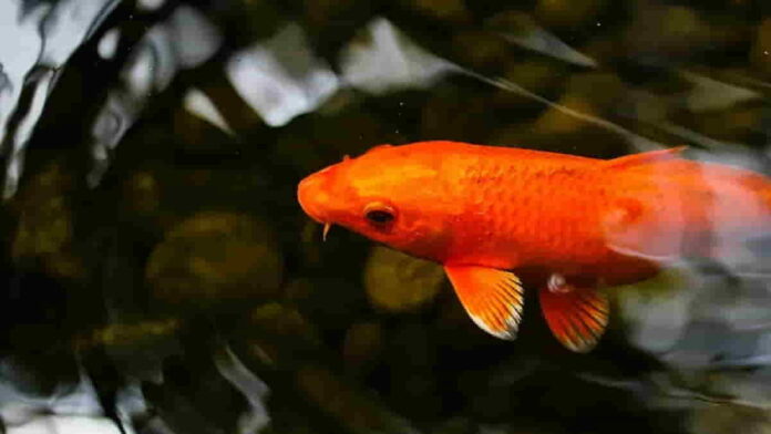 Ikan Koi Tertua Hanako, Permata Hidup dengan Usia 226 Tahun