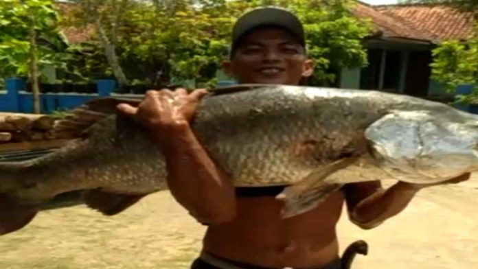 Ikan Monster Citanduy