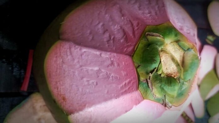 Khasiat Kelapa Wulung