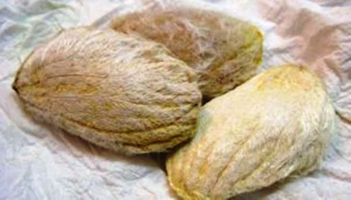 Manfaat Biji Mangga, Atasi Penyakit Diare sampai Kanker