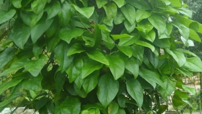 Manfaat Daun Cincau Hijau dan Hitam, Mana yang Lebih Baik