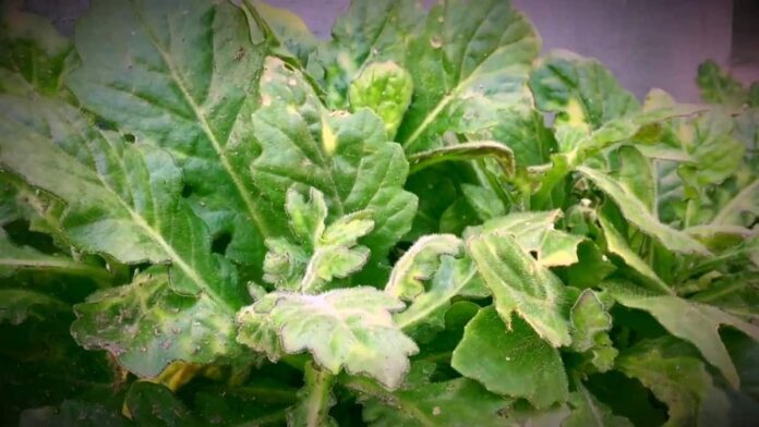 Manfaat Daun Dewa Bagi Kesehatan, Bisa Obati Diabetes hingga Stroke!