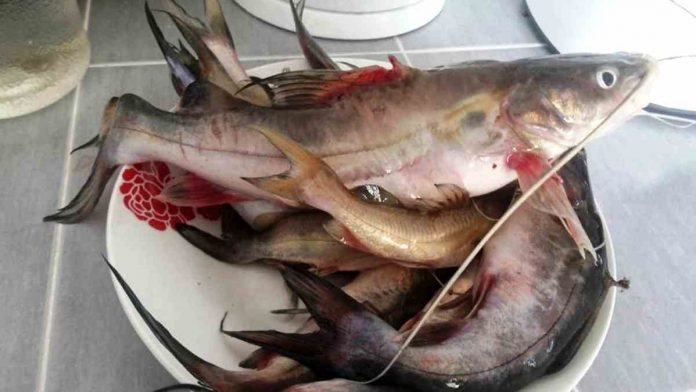 Manfaat ikan bebeong untuk kesehatan karena memiliki kandungan gizi tinggi dan kaya akan nutrisi.