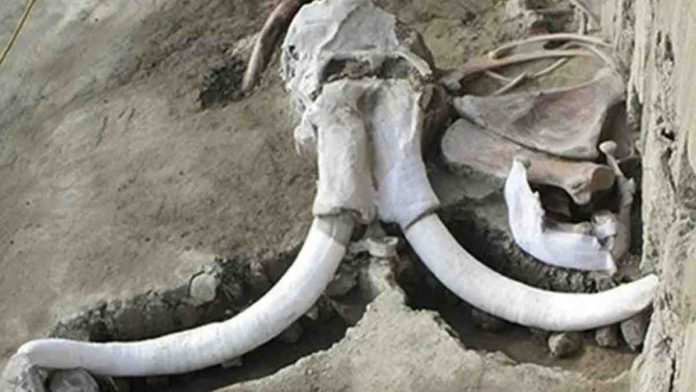 Penemuan Fosil Mammoth