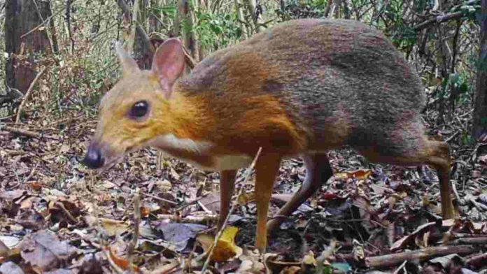 Silver Backed Chevrotain