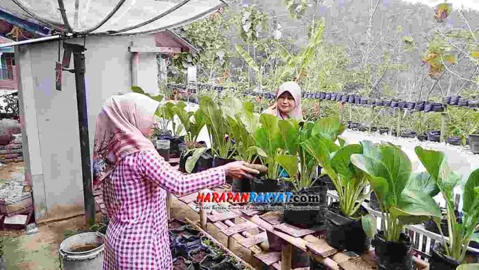 Tanam Sayuran Organik