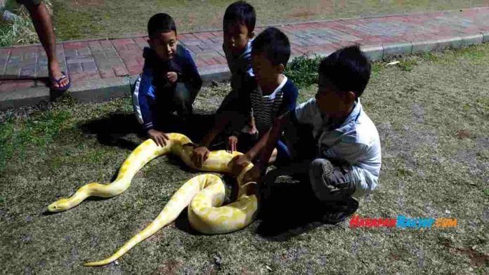 Ular di Alun-alun Ciamis