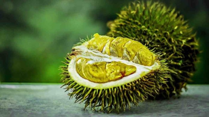 manfaat buah durian