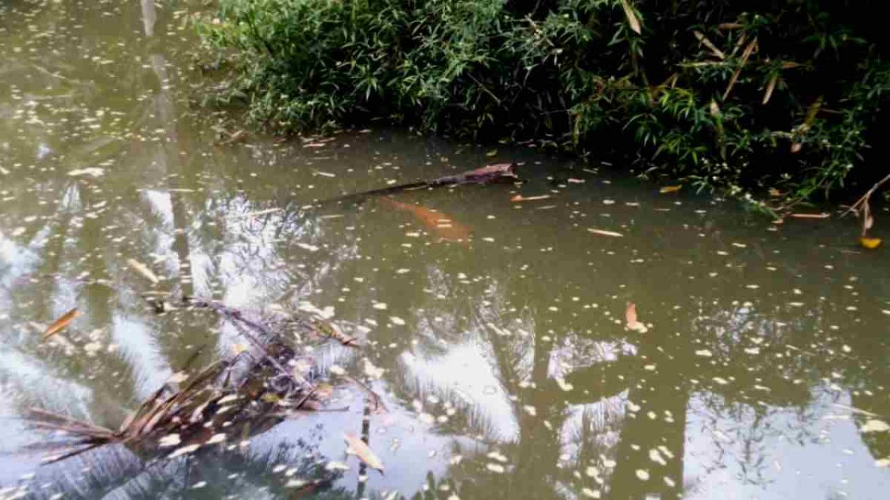 Sesepuh Di Sukadana Ciamis Bilang Kalau Ikan Misterius Di Sungai