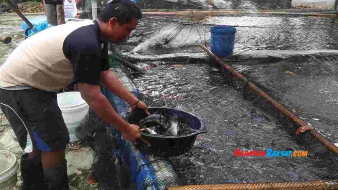 ikan segar
