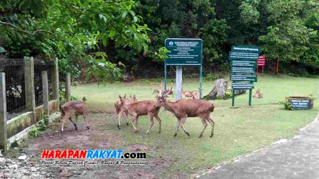 Cagar Alam Pangandaran. Photo: Dok. HR Online.