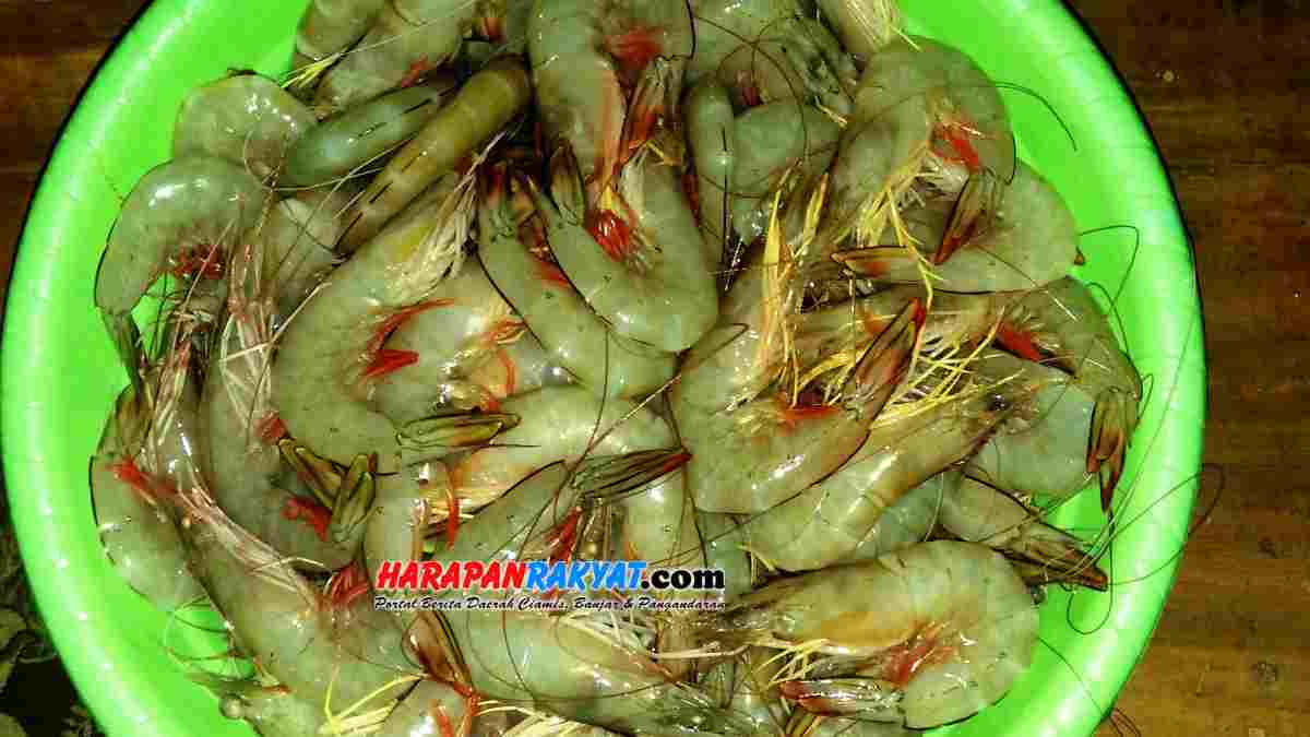 Nelayan Pangandaran  Sumringah Harga  Udang Kembali Meroket 