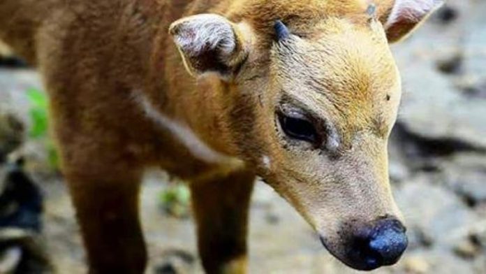  Hewan  Langka  di  Dunia  Ini Ada  di  Indonesia  Harapan 