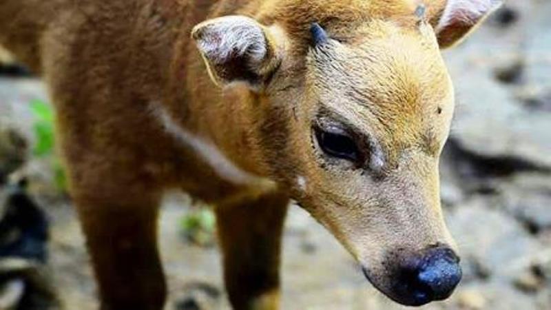 Hewan Langka di Dunia Ini Ada di Indonesia Harapan 