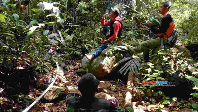 Jaga Hutan Pangandaran