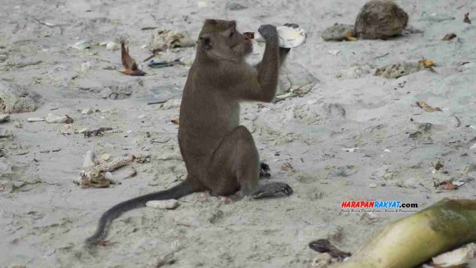 Lagi, Kawanan Monyet di Ciamis Gasak Lahan Petani