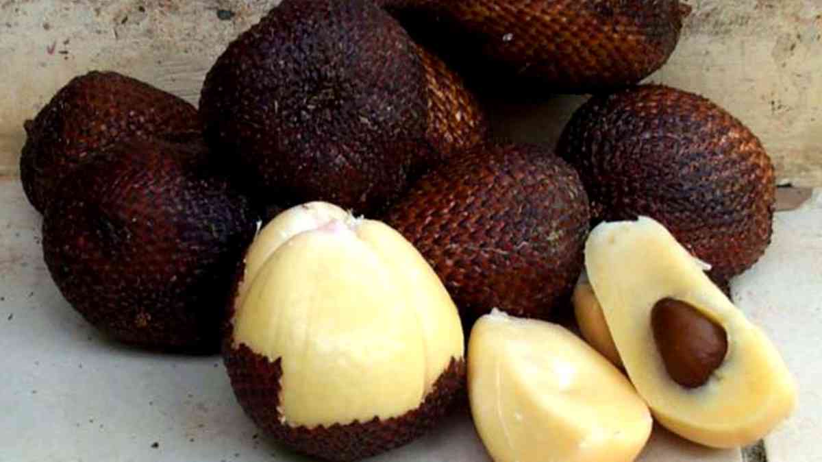 Manfaat buah salak