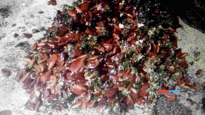 Kuliner Kerang Batak Pangandaran