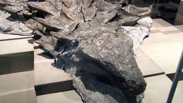 kulit dinosaurus asli