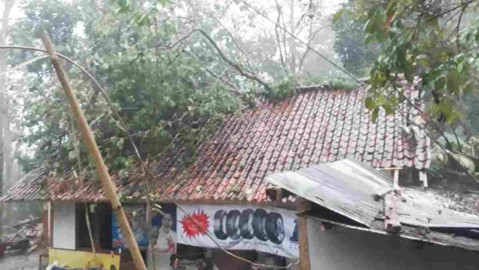 Lagi, Rumah di Ciamis Rusak Tertimpa Pohon Tumbang