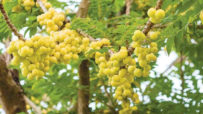 Manfaat Buah Cermai dan Kandungan Nutrisi di Dalamnya