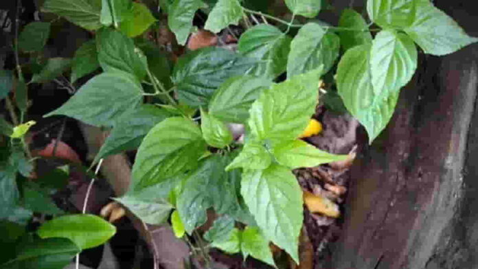 Manfaat Daun Dandang Gendis