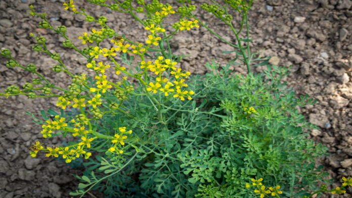 Manfaat Daun Inggu
