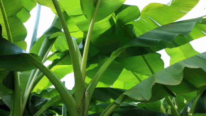 Manfaat Daun Pisang untuk Kesehatan, Kaya Akan Antioksidan