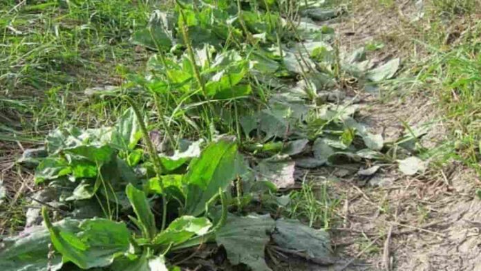 Manfaat Daun Sendok dan Cara Mengonsumsinya untuk Obat!