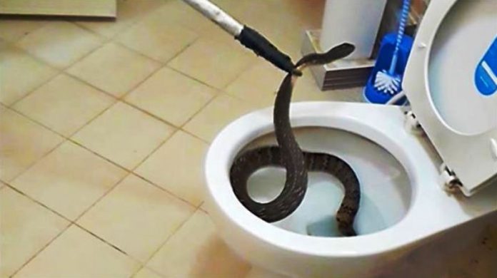 Mencegah Ular Masuk Rumah dengan Cara Ini!